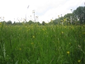 Mai 16_2010 003