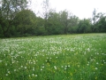 Mai 16_2010 005