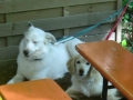 WuW_2012_082