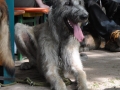 WuW_2012_213