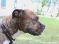 WuW_2012_231