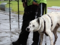 WuW_2013_137