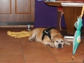 WuW_2013_161