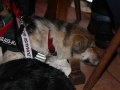 WuW_2013_177