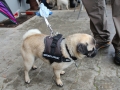 WuW_2013_215