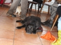 WuW_2013_231