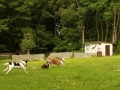 wuw-2014-0053