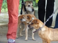 wuw-2014-0077