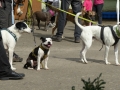 wuw-2014-0345