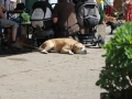 wuw-2014-0480