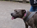 2015-wuw-rose-0052