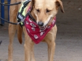 2015-wuw-rose-0056