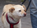 2015-wuw-rose-0057