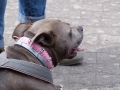 2015-wuw-rose-0058