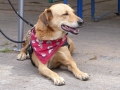2015-wuw-rose-0064