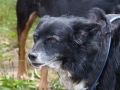 2015-wuw-rose-0066