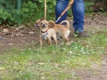 2015-wuw-rose-0088