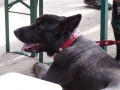 2015-wuw-rose-0236