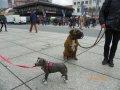 042_soka_mainz_2012