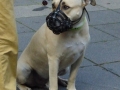 soka-run-mainz-2014-013