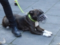 soka-run-mainz-2014-014