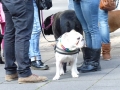 soka-run-mainz-2014-016