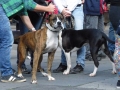 soka-run-mainz-2014-017