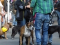 soka-run-mainz-2014-018