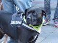 soka-run-mainz-2014-019
