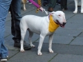 soka-run-mainz-2014-021
