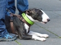soka-run-mainz-2014-024