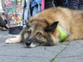 soka-run-mainz-2014-032