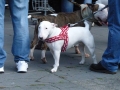 soka-run-mainz-2014-033