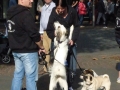 soka-run-mainz-2014-035