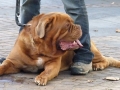 soka-run-mainz-2014-036