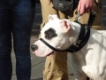 soka-run-mainz-2014-037