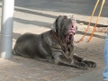soka-run-mainz-2014-038