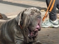 soka-run-mainz-2014-039