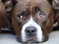soka-run-mainz-2014-041