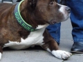 soka-run-mainz-2014-042