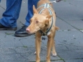 soka-run-mainz-2014-044