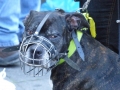 soka-run-mainz-2014-045