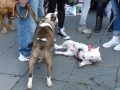 soka-run-mainz-2014-046