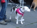soka-run-mainz-2014-050