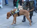 soka-run-mainz-2014-053