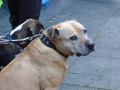 soka-run-mainz-2014-057