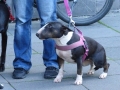 soka-run-mainz-2014-061