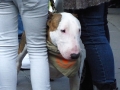 soka-run-mainz-2014-068