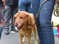 stadtfest-dreieich-2014062