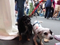 stadtfest-dreieich-2014064